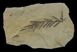 Dawn Redwood (Metasequoia) Fossil - Montana #153687-1